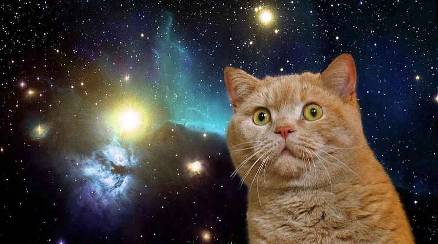 宇宙を背負う猫